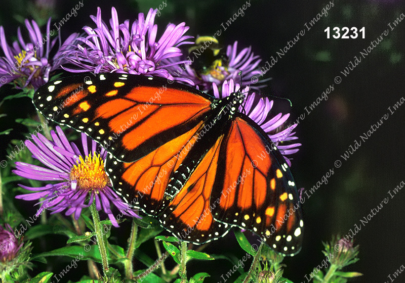 Monarch (Danaus plexippus)